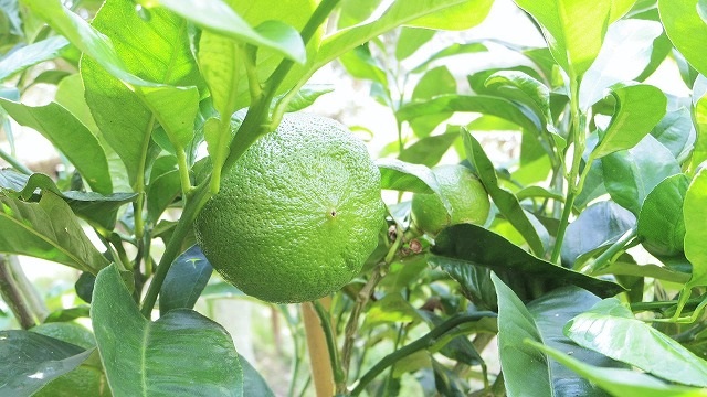 山田オリーブ園のベルガモット