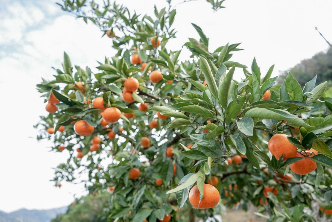 善兵衛農園のみかん
