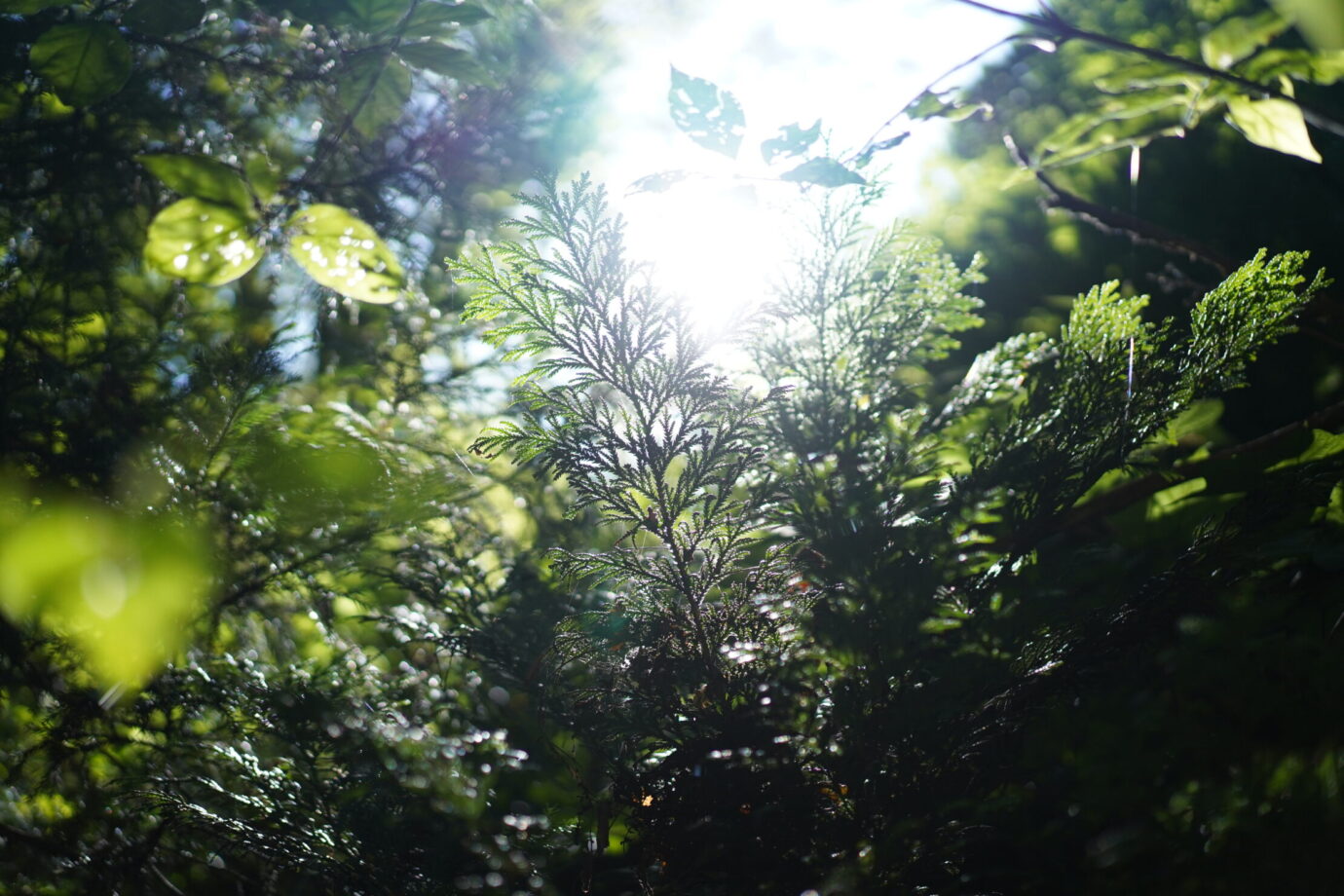 新潟の森の様子