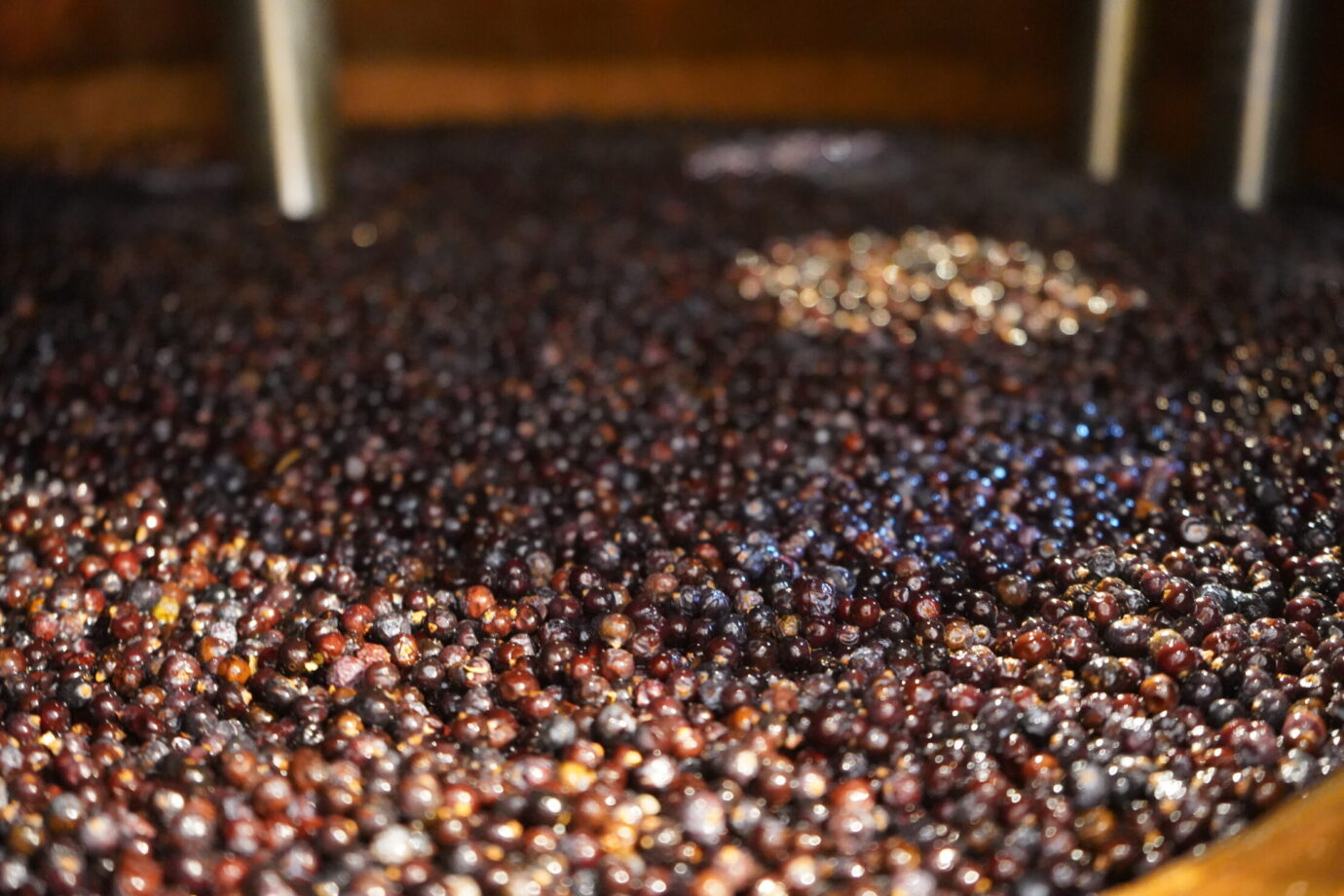 蒸留器に投入したジュニパーベリー