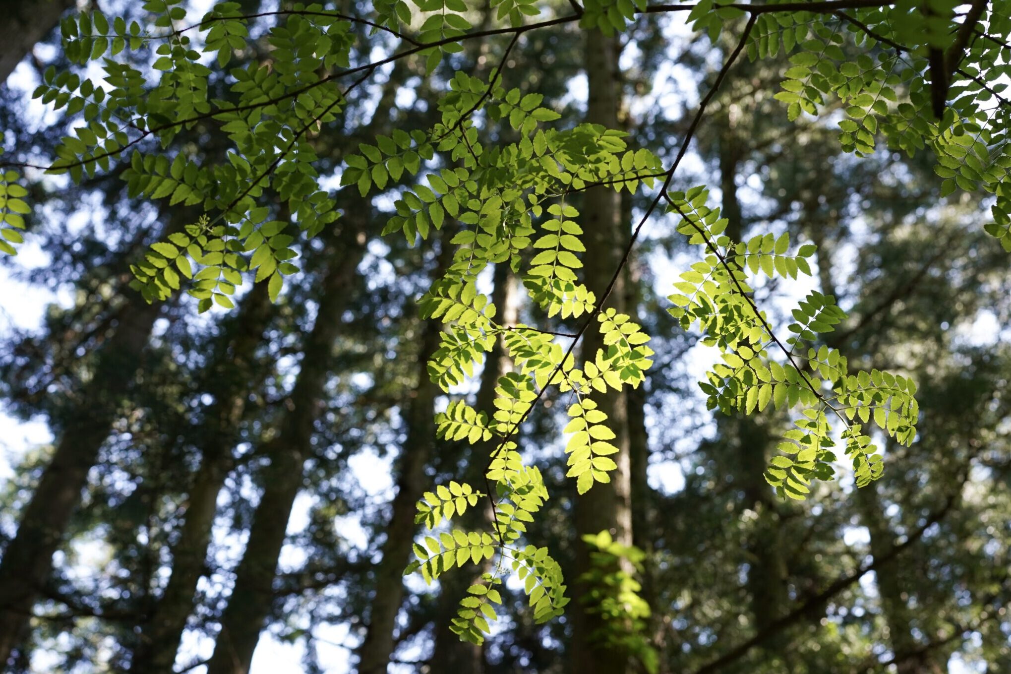 緑さす谷根の初夏の森